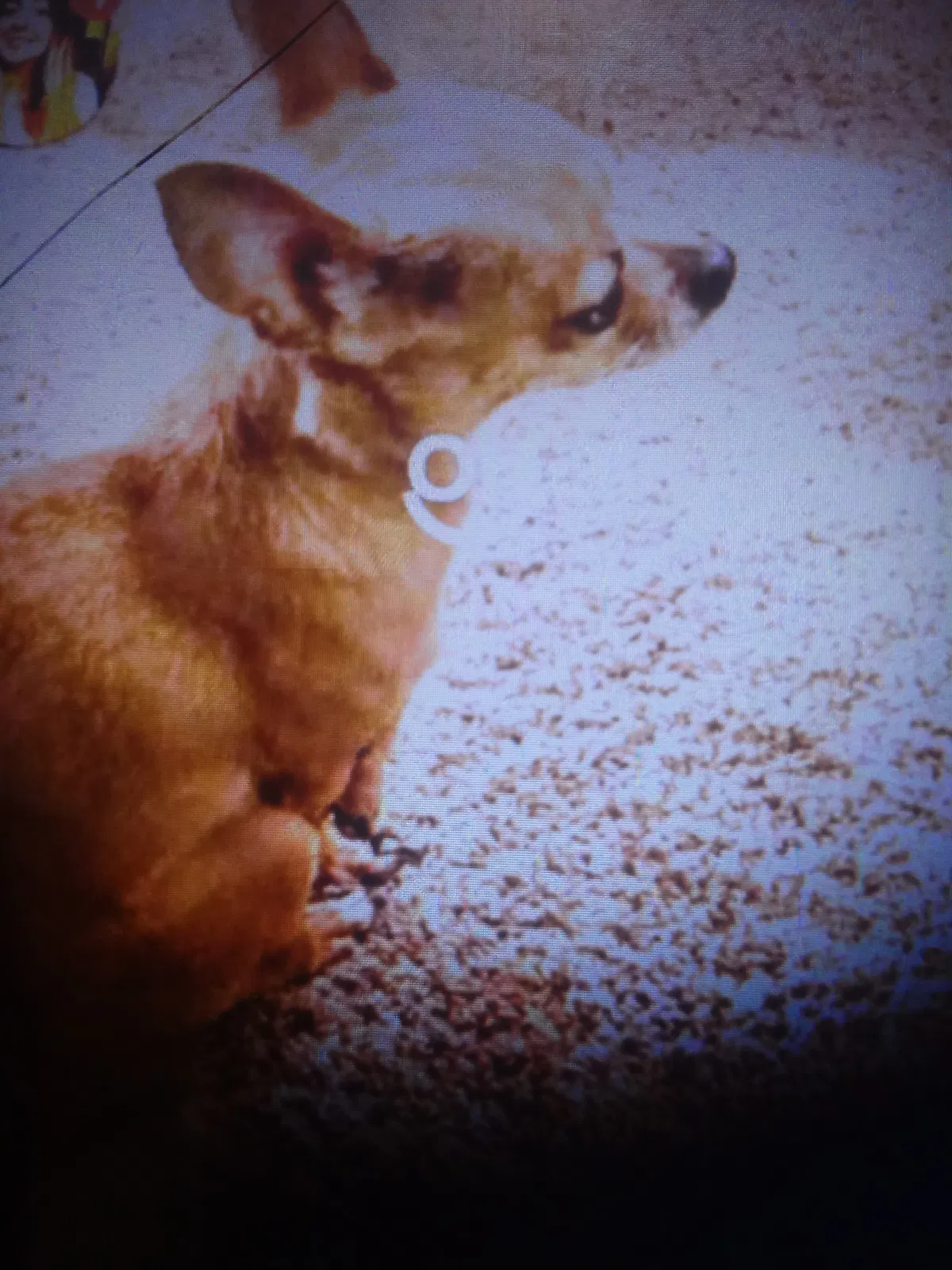 Lost dog in Salt Lake City, UT, 84103