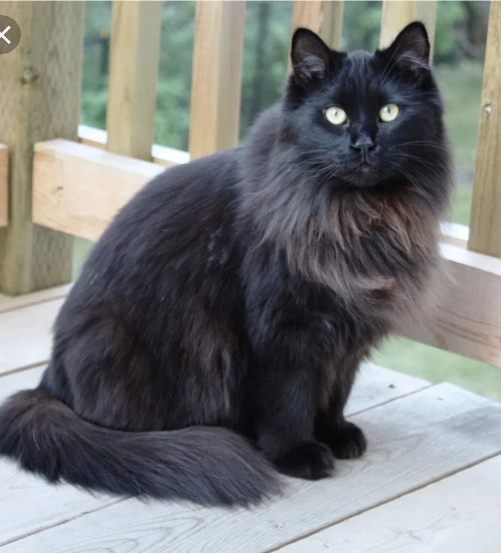 Lost cat in Lincoln, CA, 95648