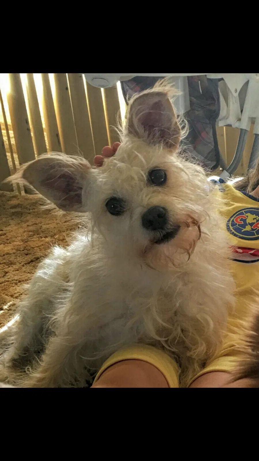 Lost dog in Tucson, AZ, 85704