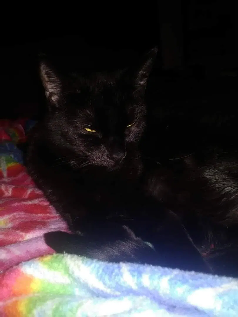 Lost cat in Coatesville, IN, 46121