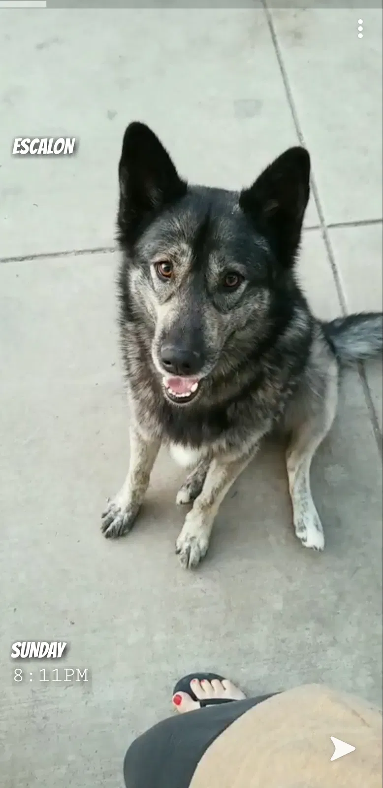 Lost dog in Escalon, CA, 95320