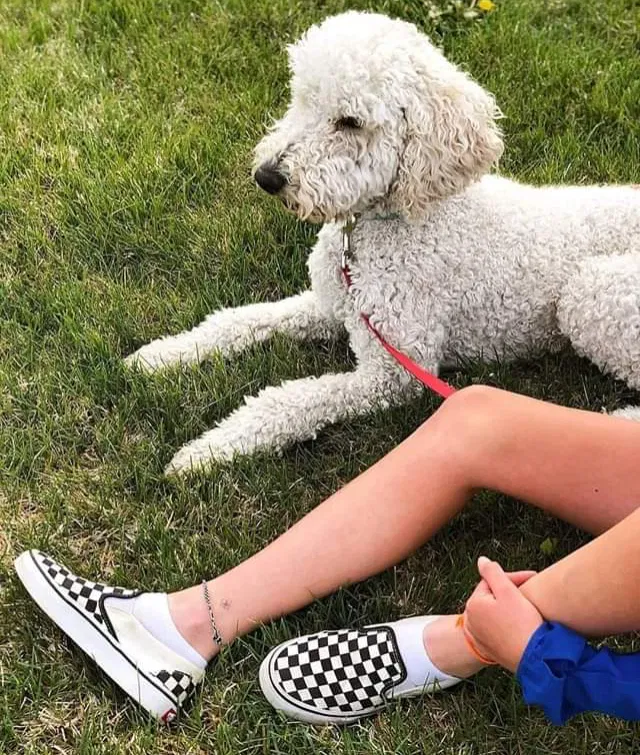 Lost dog in Eagle Mountain, UT, 84005