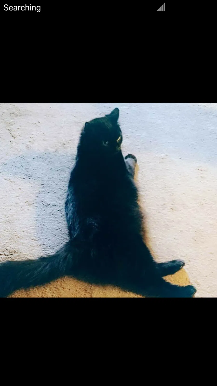 Lost cat in Mishawaka, IN, 46545