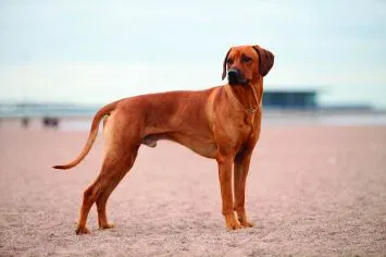 Lost dog in Covington, GA, 30016