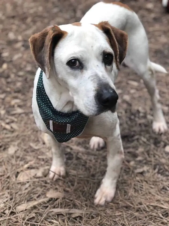 Lost dog in Peachtree City, GA, 30269