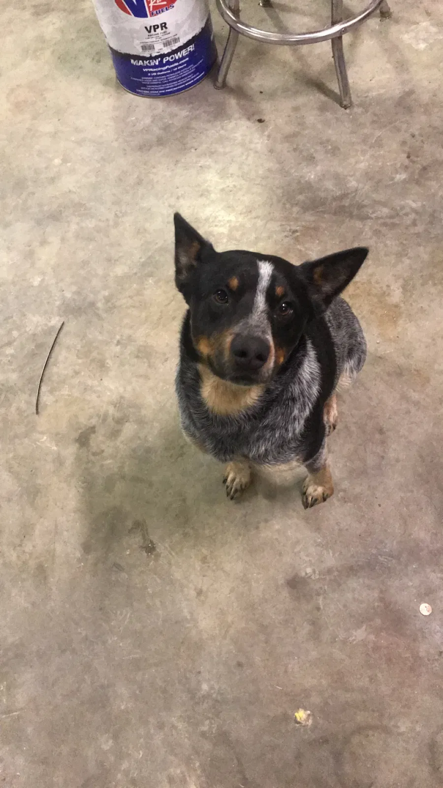Lost dog in Lebanon, MO, 65536