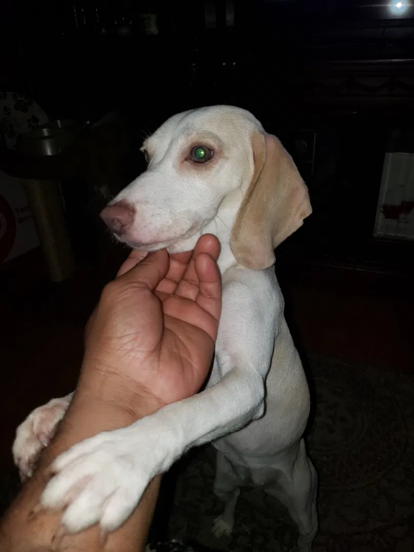 Lost dog in Bronx, NY, 10460