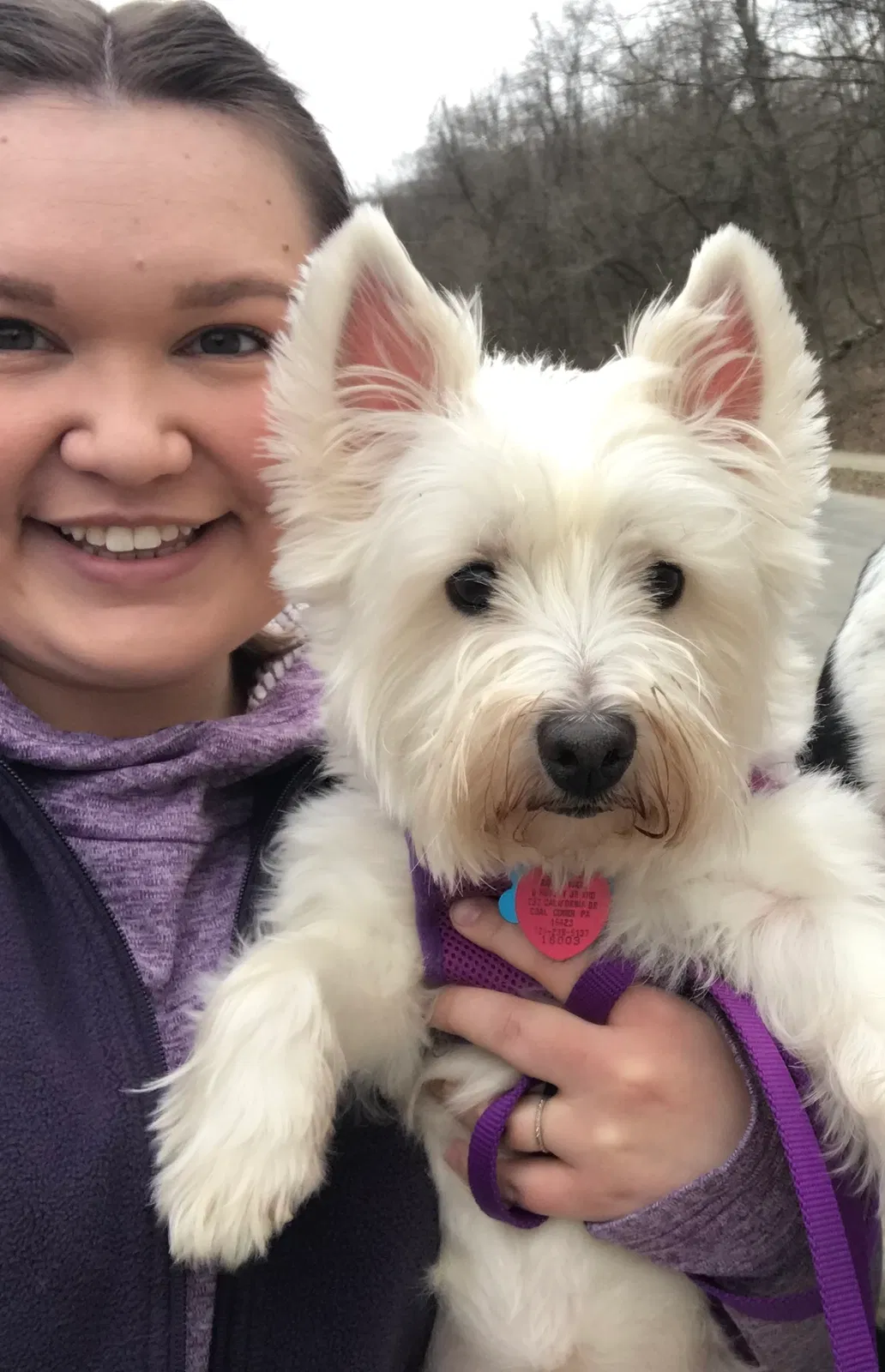 Lost dog in Belle Vernon, PA, 15012