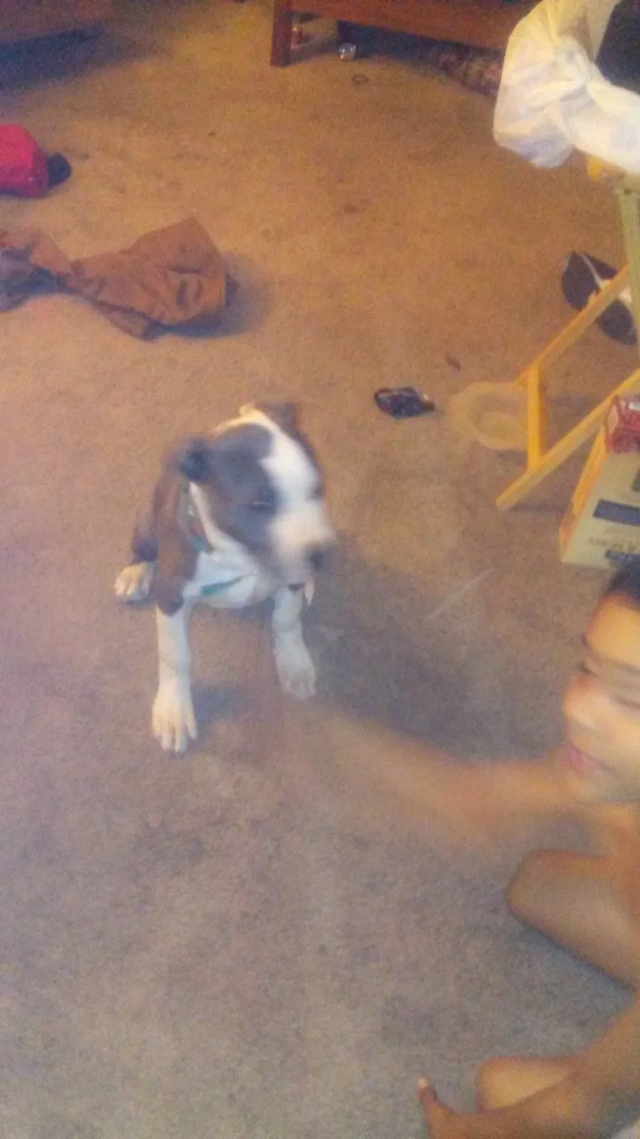 Lost dog in Albuquerque, NM, 87105