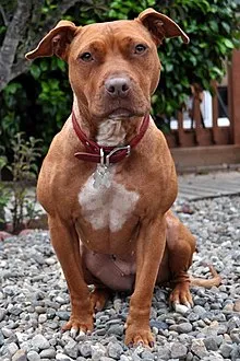 Lost dog in Albuquerque, NM, 87105