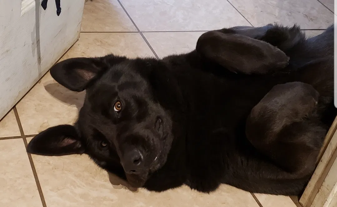 Lost dog in Hayward, CA, 94541
