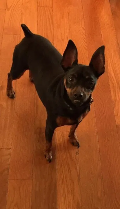 Lost dog in Clarksville, TN, 37042