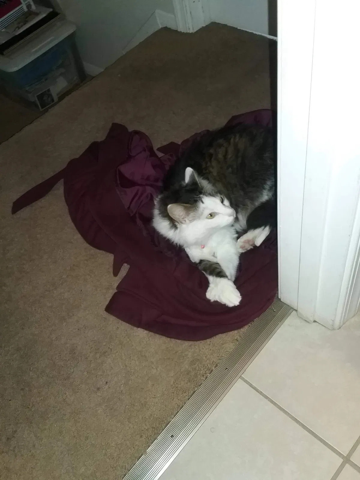 Lost cat in Nottingham, MD, 21236