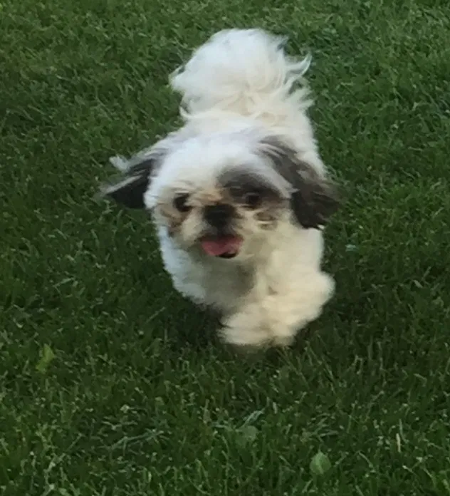 Lost dog in Provo, UT, 84606