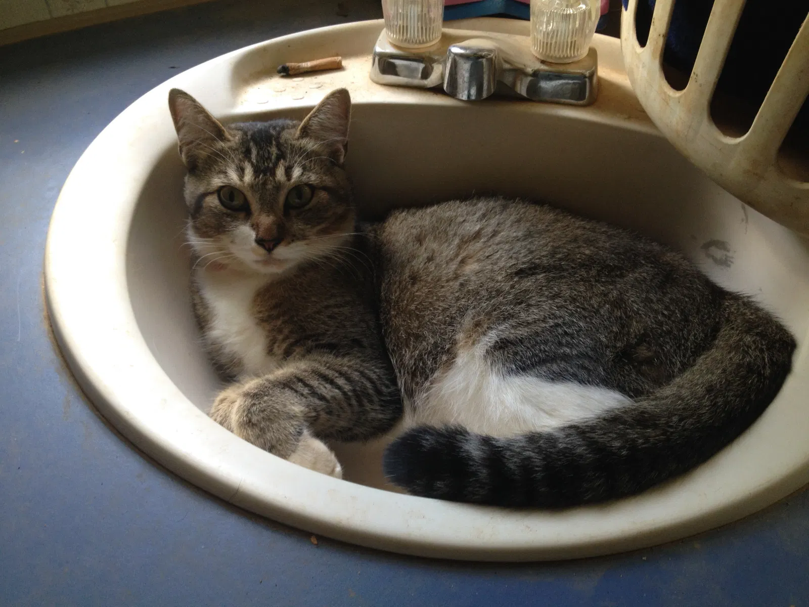 Lost cat in Salisbury, NC, 28147