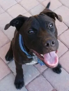 Lost dog in Wauchula, FL, 33873