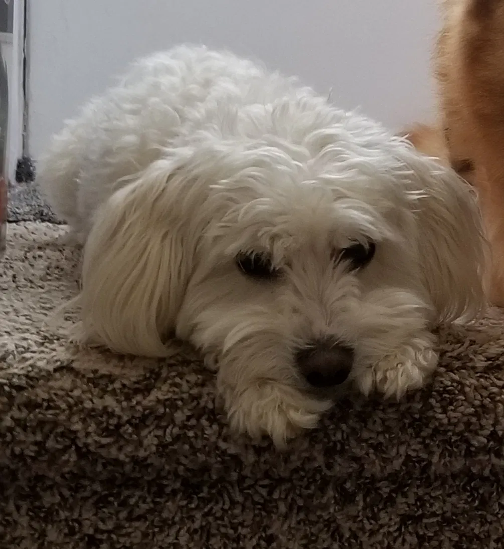 Lost dog in Baltimore, MD, 21214
