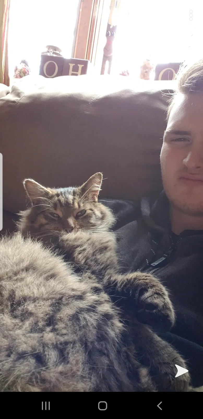 Lost cat in Toms River, NJ, 8753