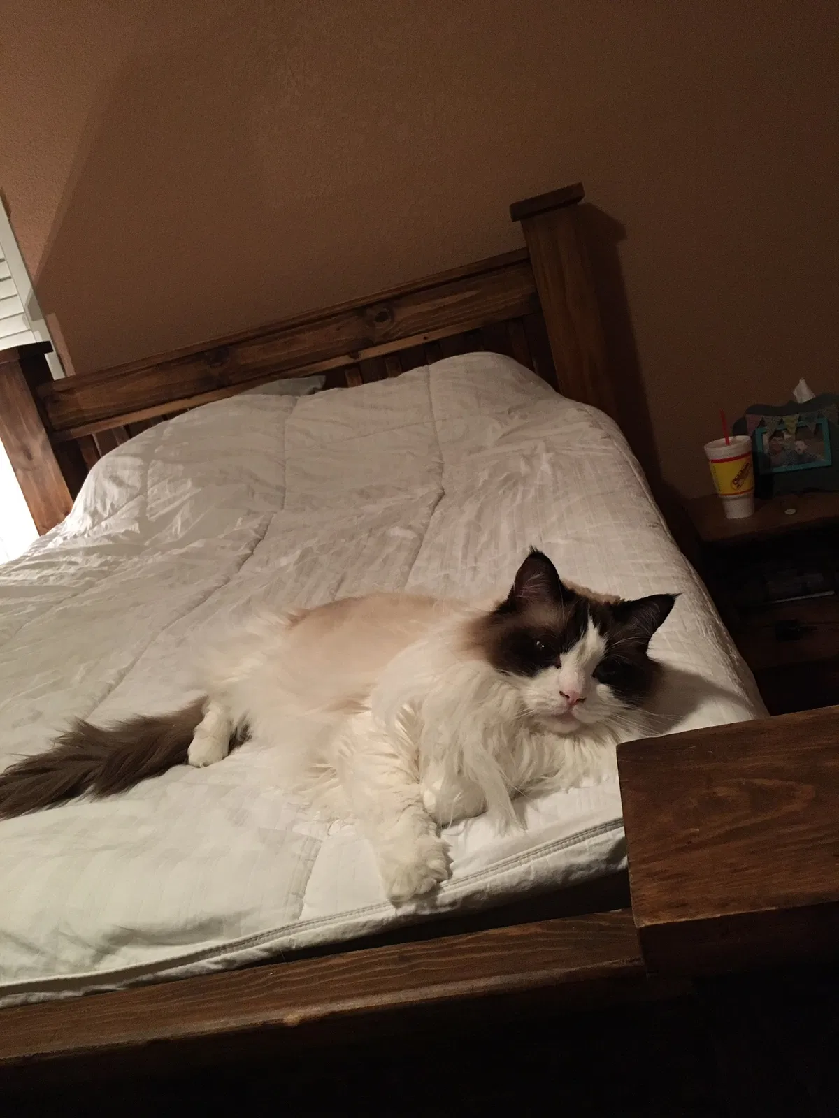 Lost cat in Iowa Park, TX, 76367