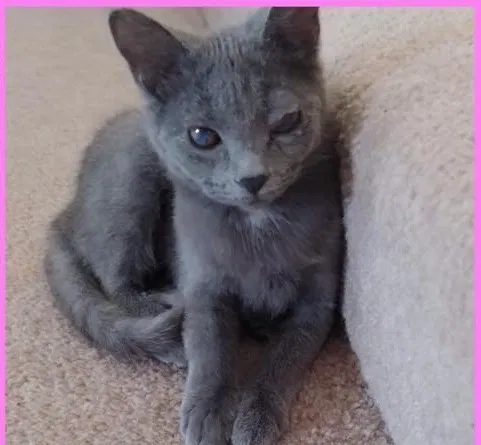 Lost cat in Cincinnati, OH, 45216