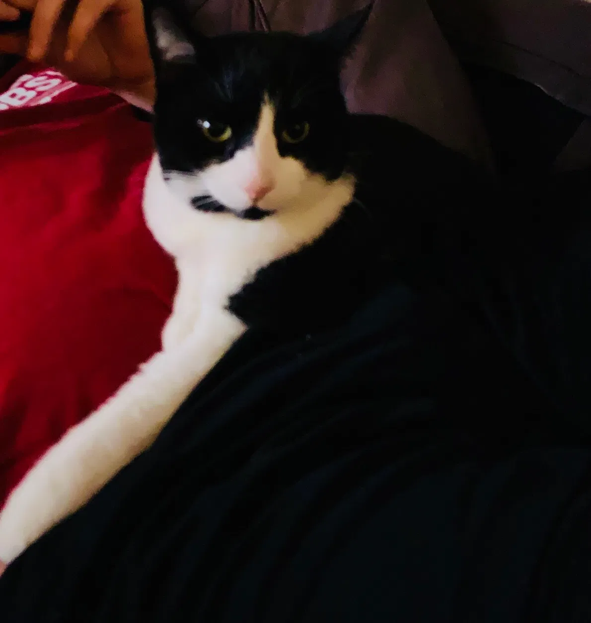 Lost cat in Asheville, NC, 28804