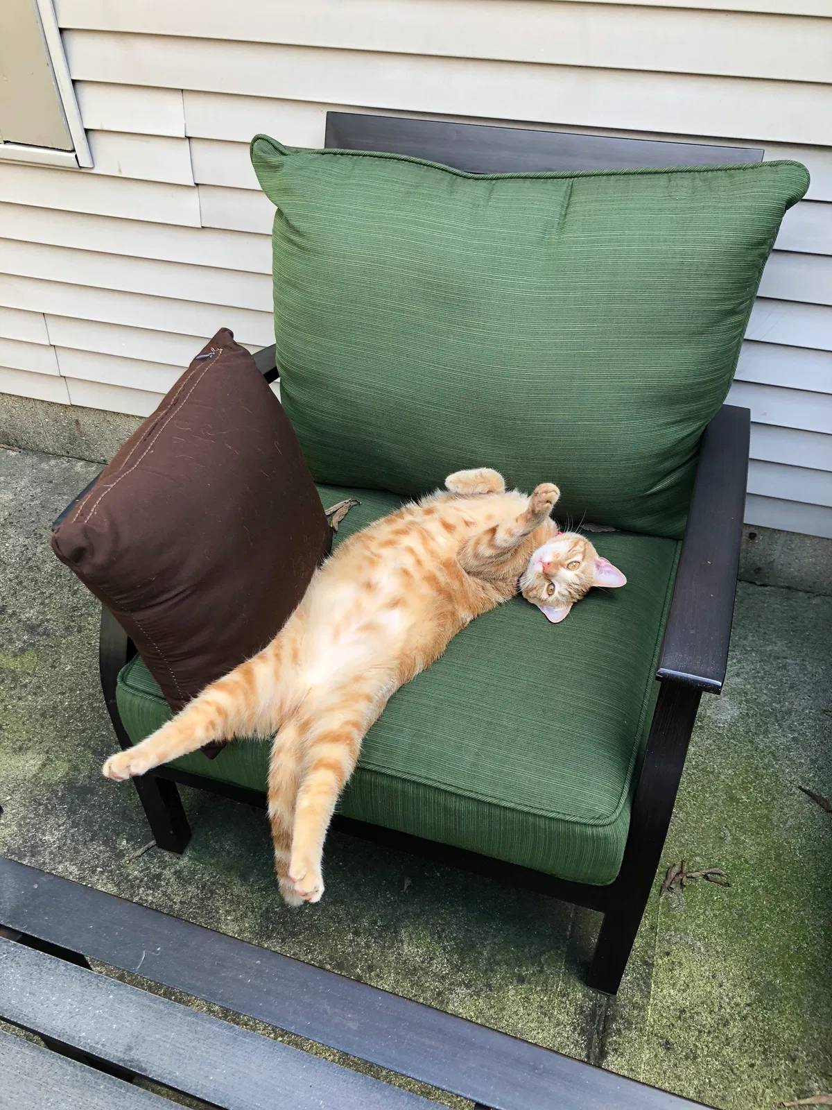 Lost cat in Dublin, OH, 43017