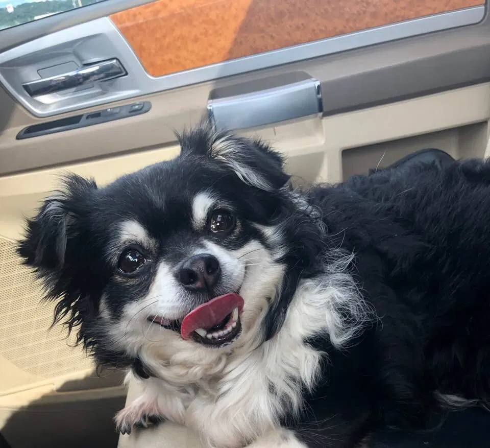 Lost dog in Baldwin, WI, 54002