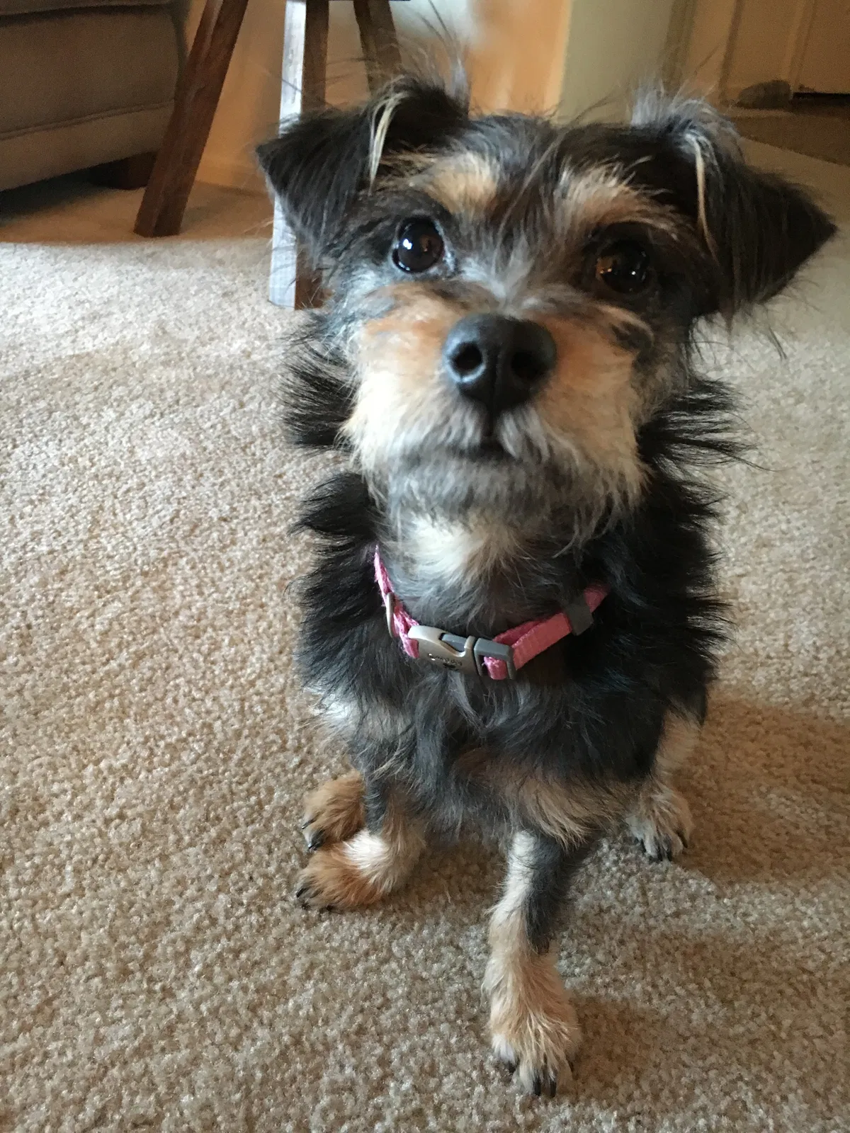 Lost dog in Tucson, AZ, 85704