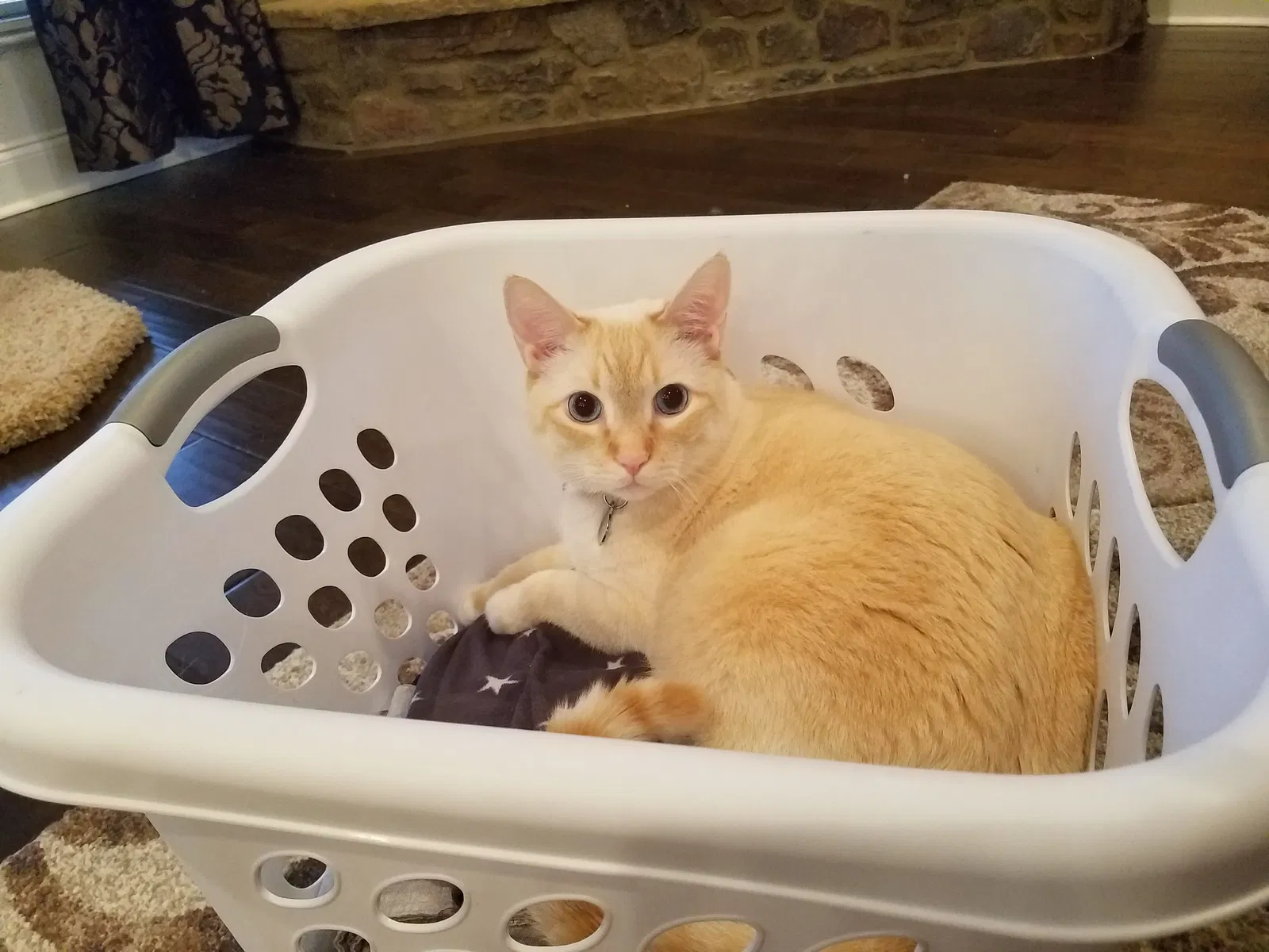 Lost cat in Madison, AL, 35756