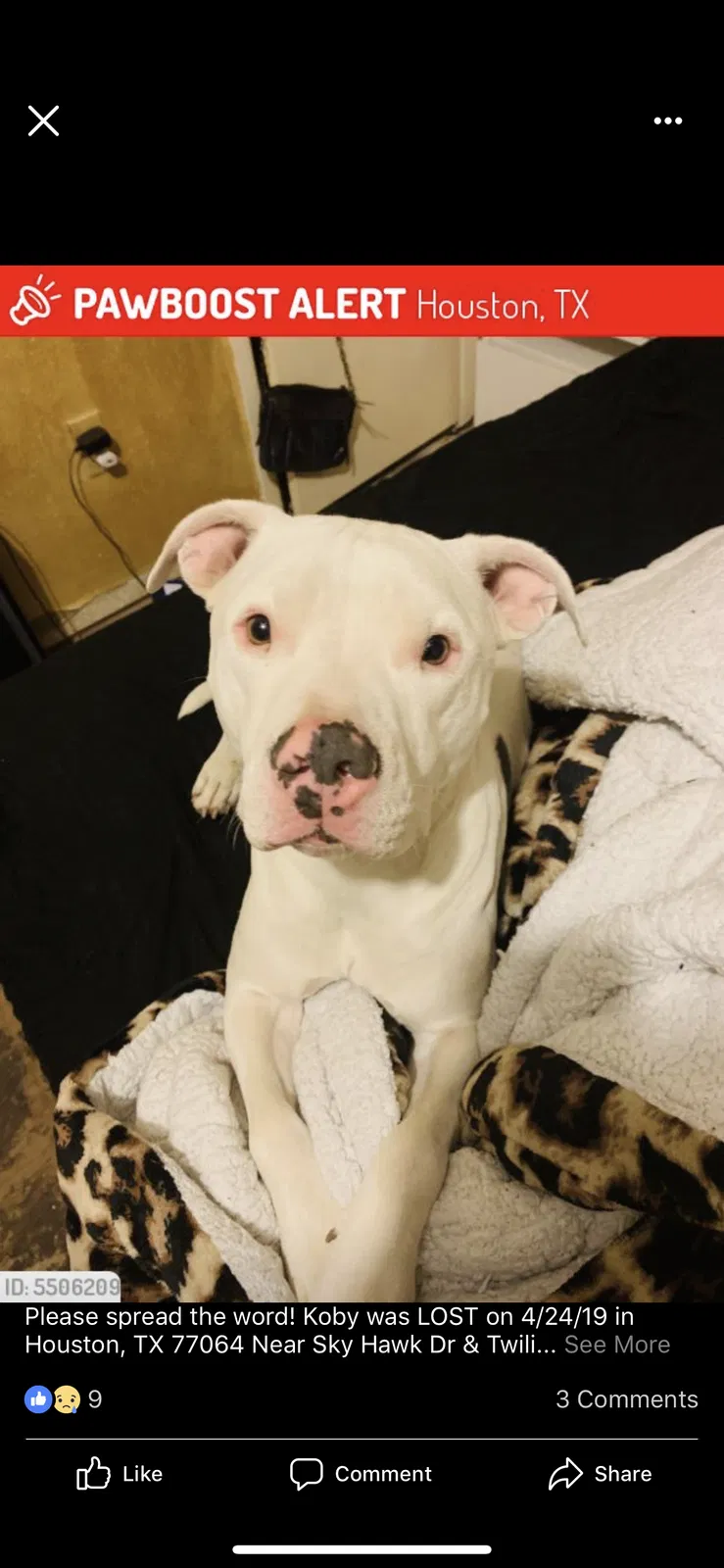 Lost dog in Houston, TX, 77064