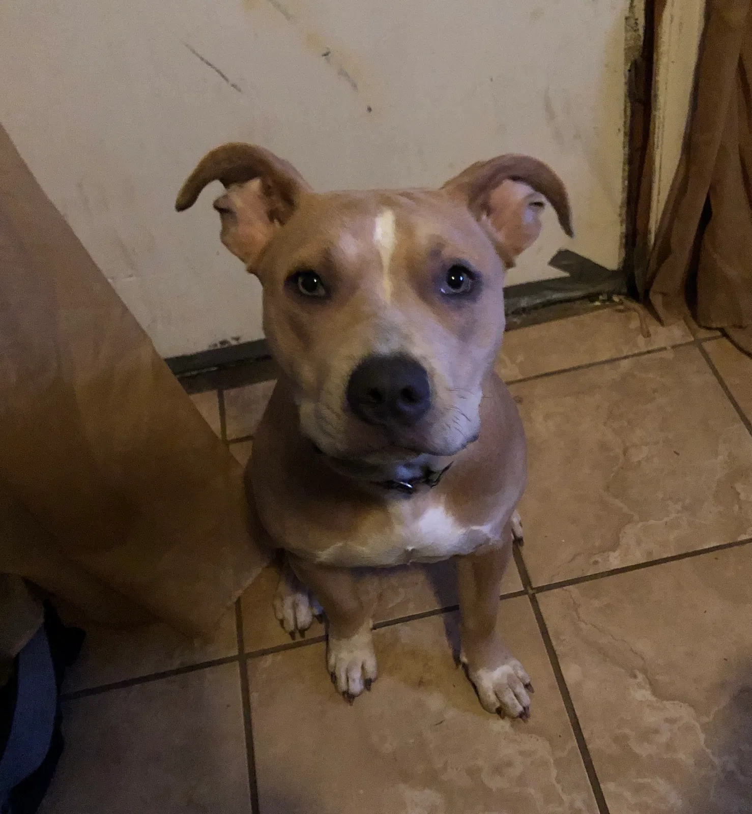 Lost dog in New Orleans, LA, 70126