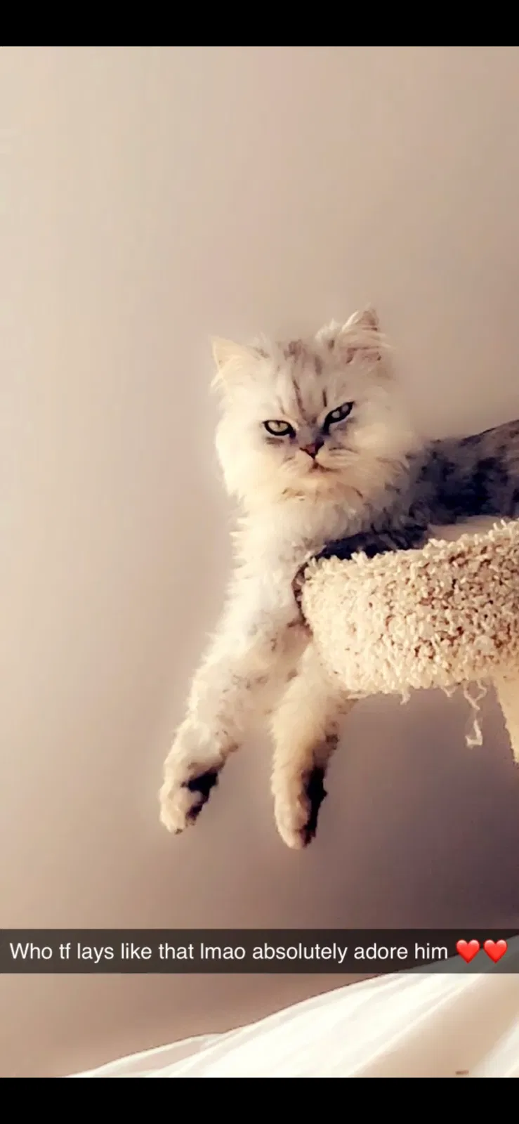 Lost cat in Yorkville, IL, 60560