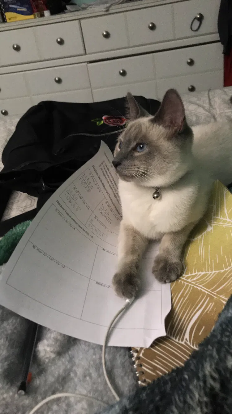 Lost cat in Flushing, MI, 48433