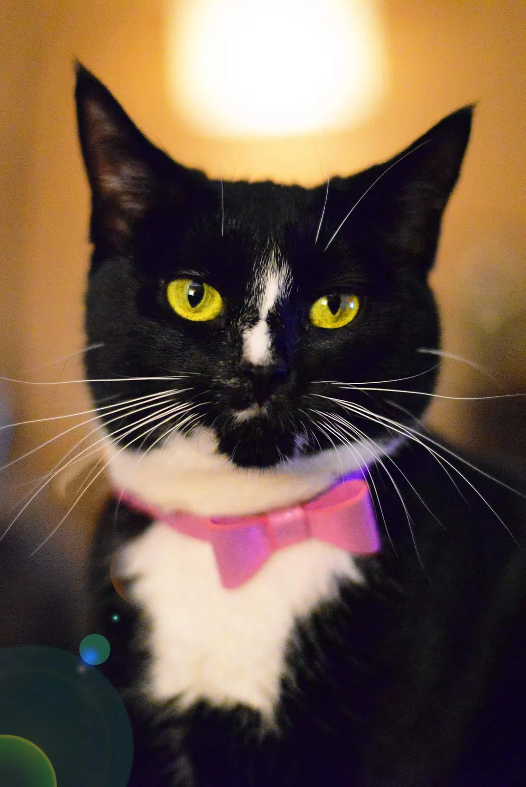Lost cat in York, PA, 17406