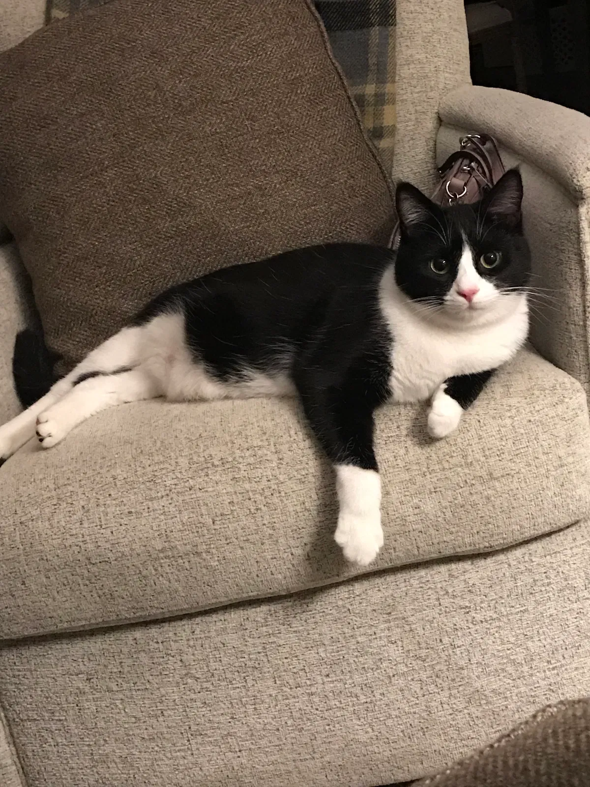Lost cat in Chattanooga, TN, 37421