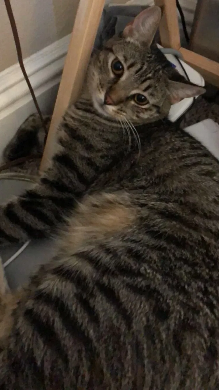 Lost cat in Newport Beach, CA, 92660