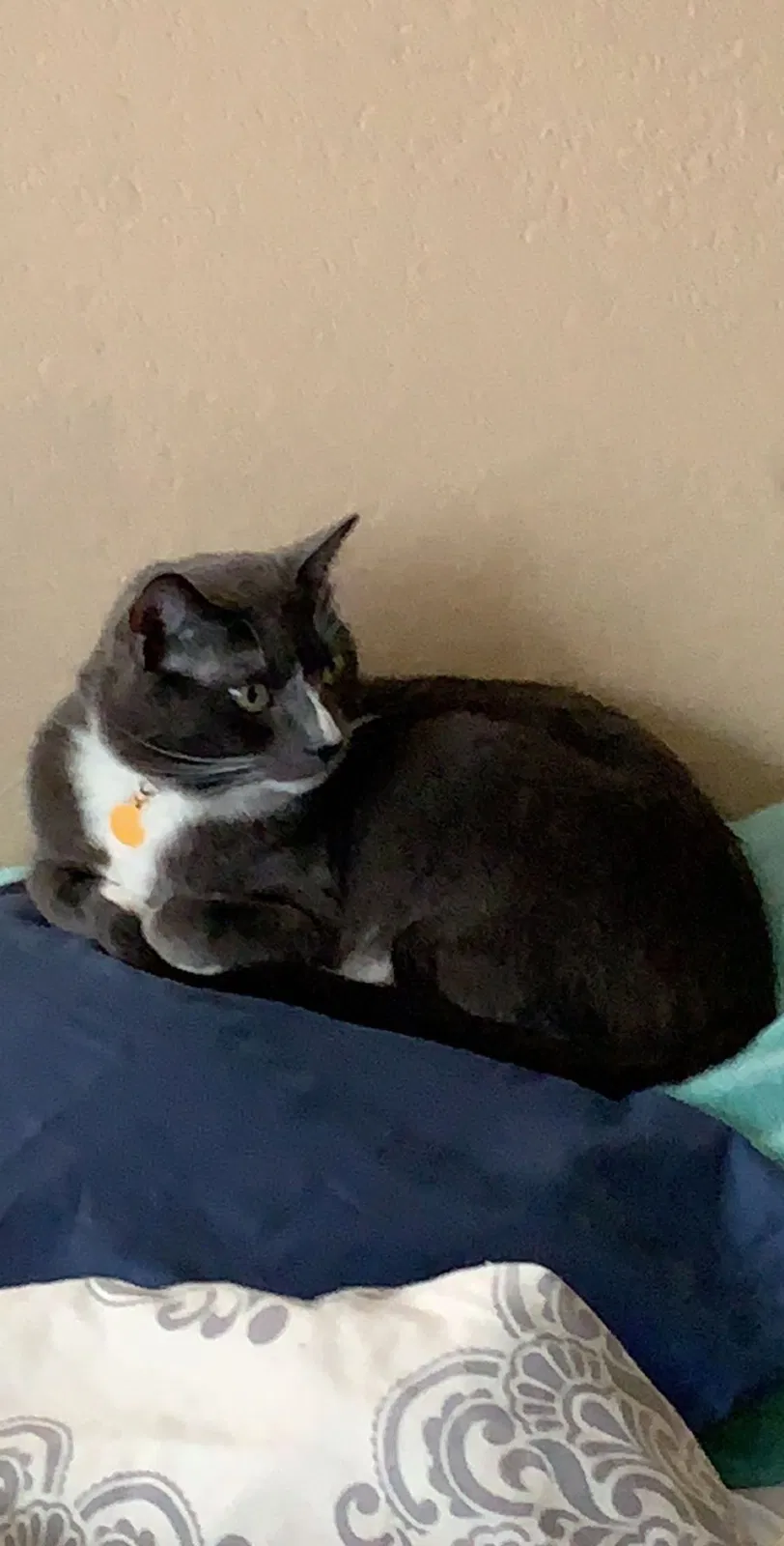 Lost cat in Greeley, CO, 80631