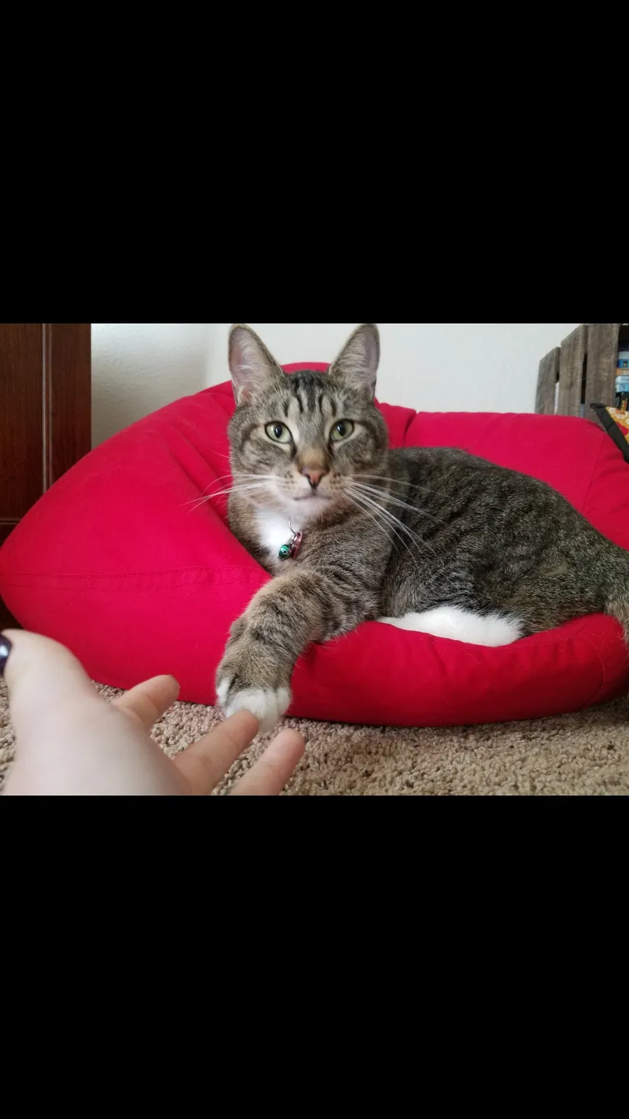 Lost cat in Troutdale, OR, 97060