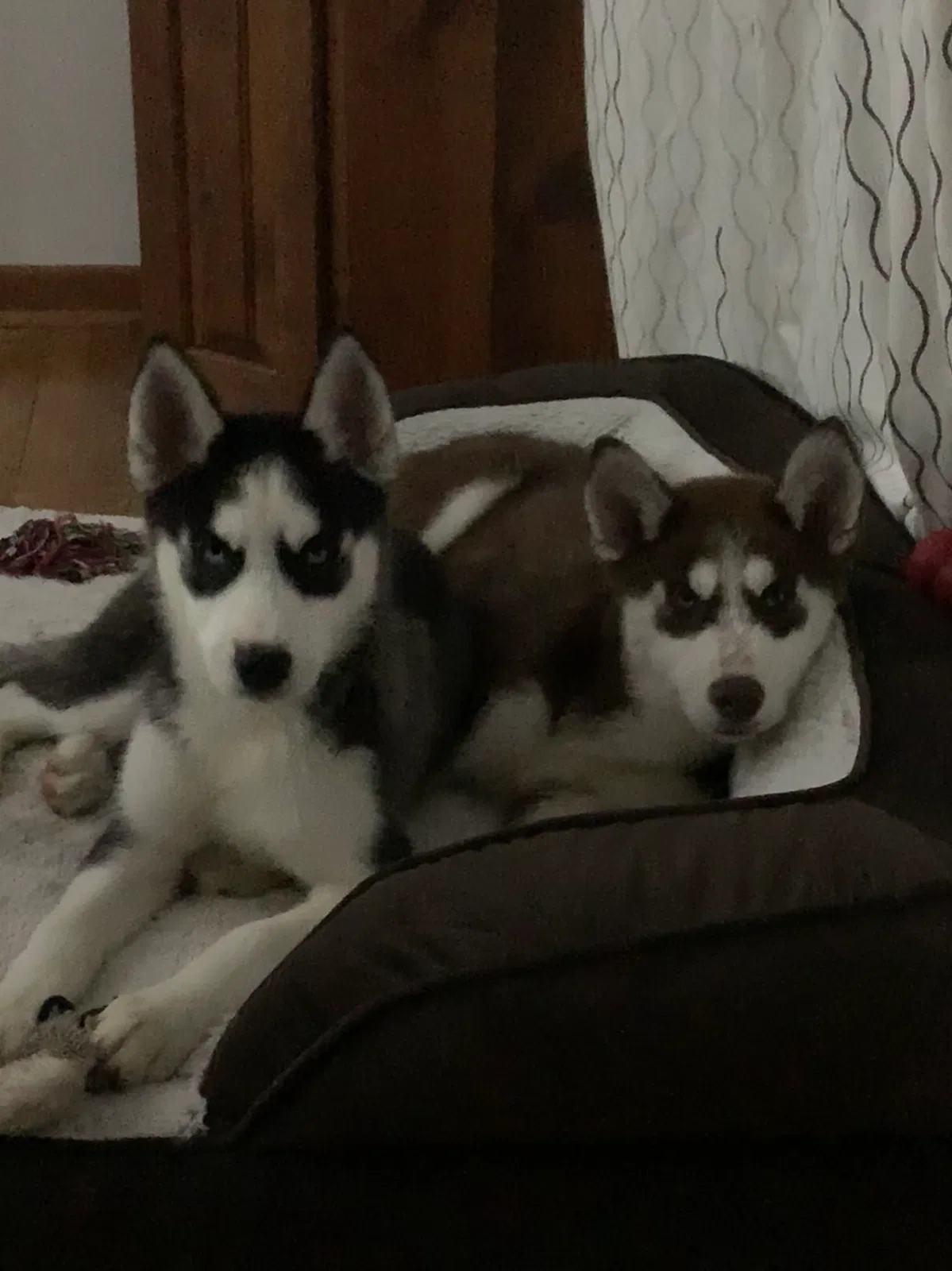Lost dog in Lancaster, OH, 43130
