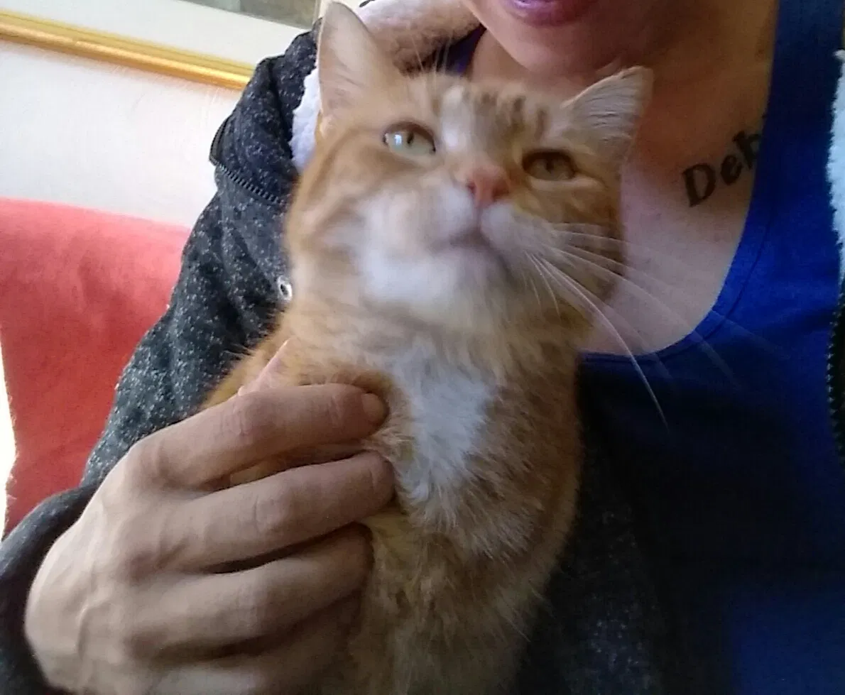 Lost cat in Portsmouth, VA, 23702