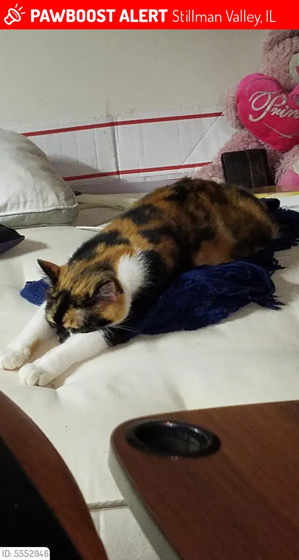 Lost cat in Stillman Valley, IL, 61084