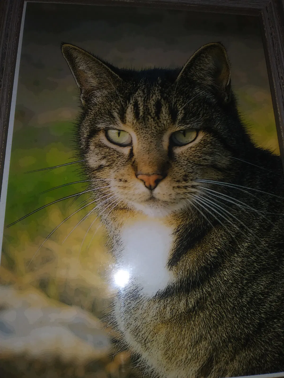 Lost cat in Spokane, WA, 99223