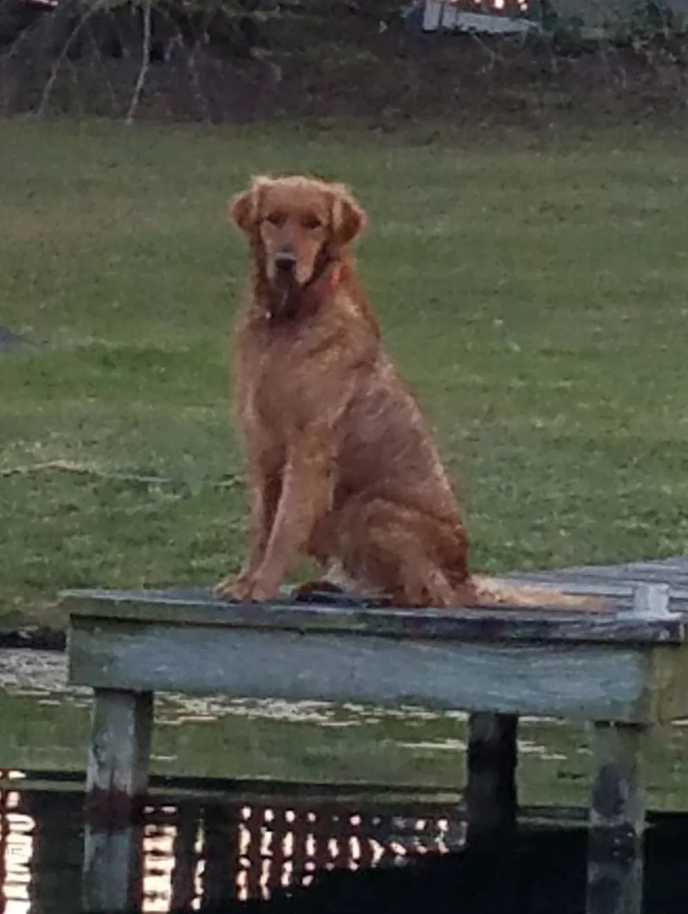 Lost dog in Faison, NC, 28341