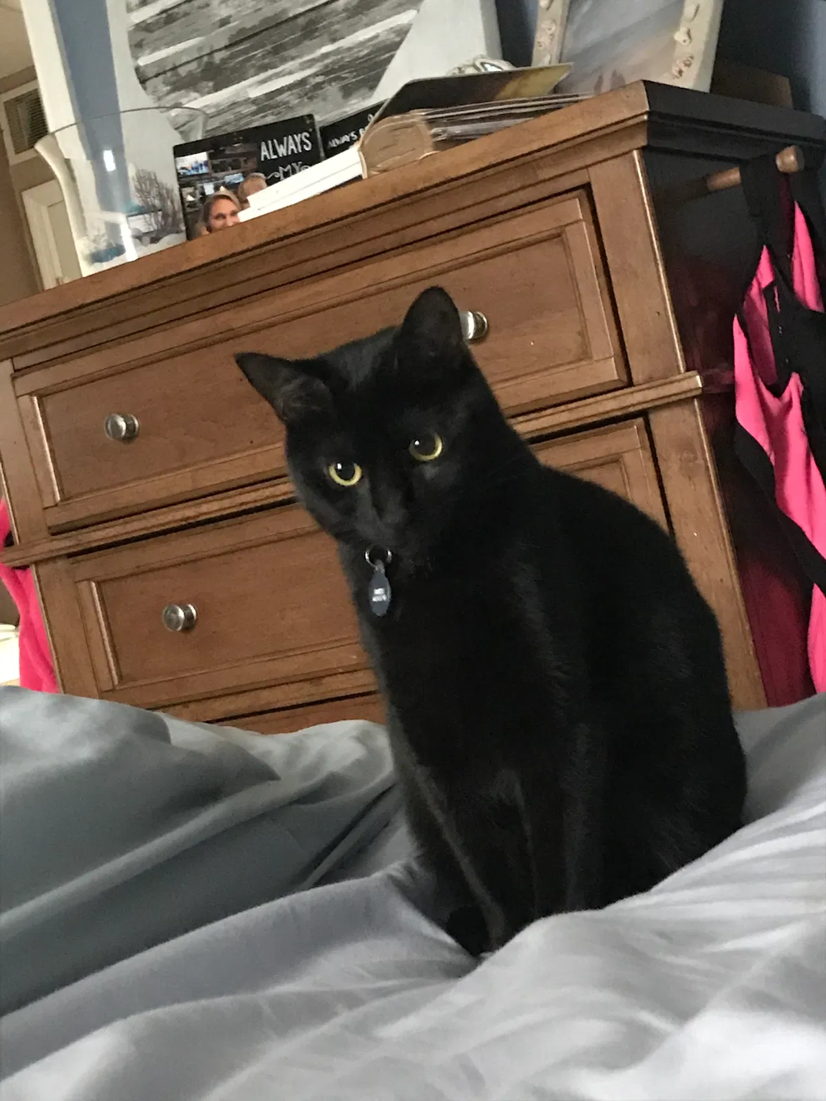 Lost cat in Columbus, OH, 43085