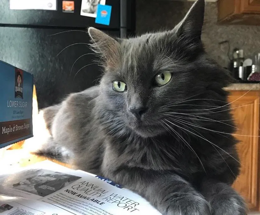 Lost cat in Oakland, CA, 94612