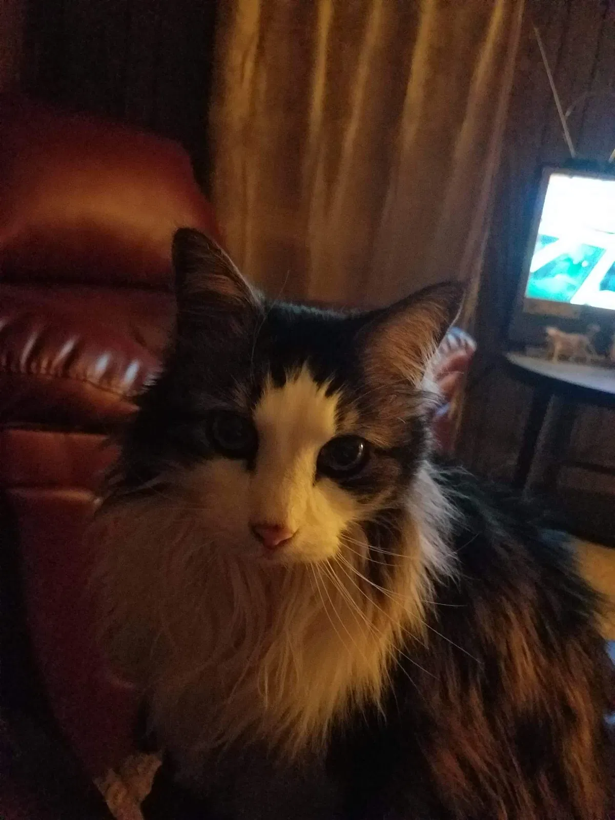 Lost cat in Cleveland, OH, 44102
