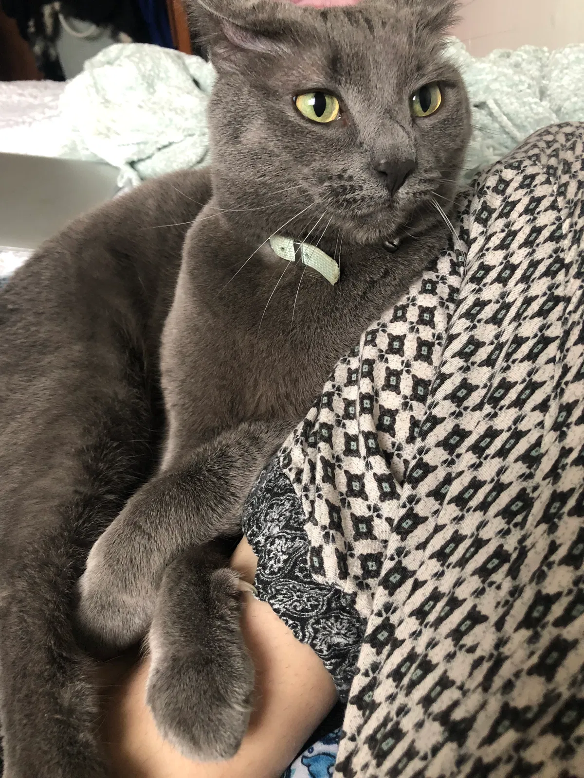 Lost cat in Chatham, NJ, 7928