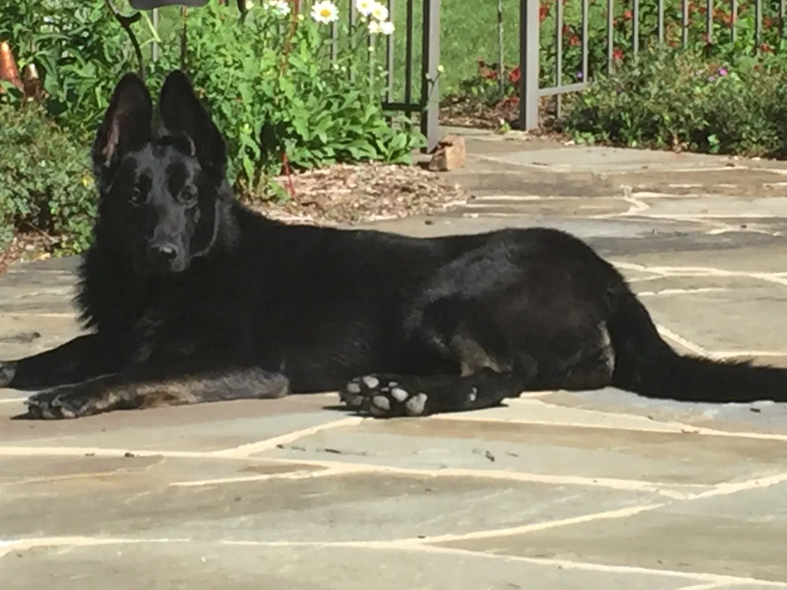Lost dog in Eagle, WI, 53119