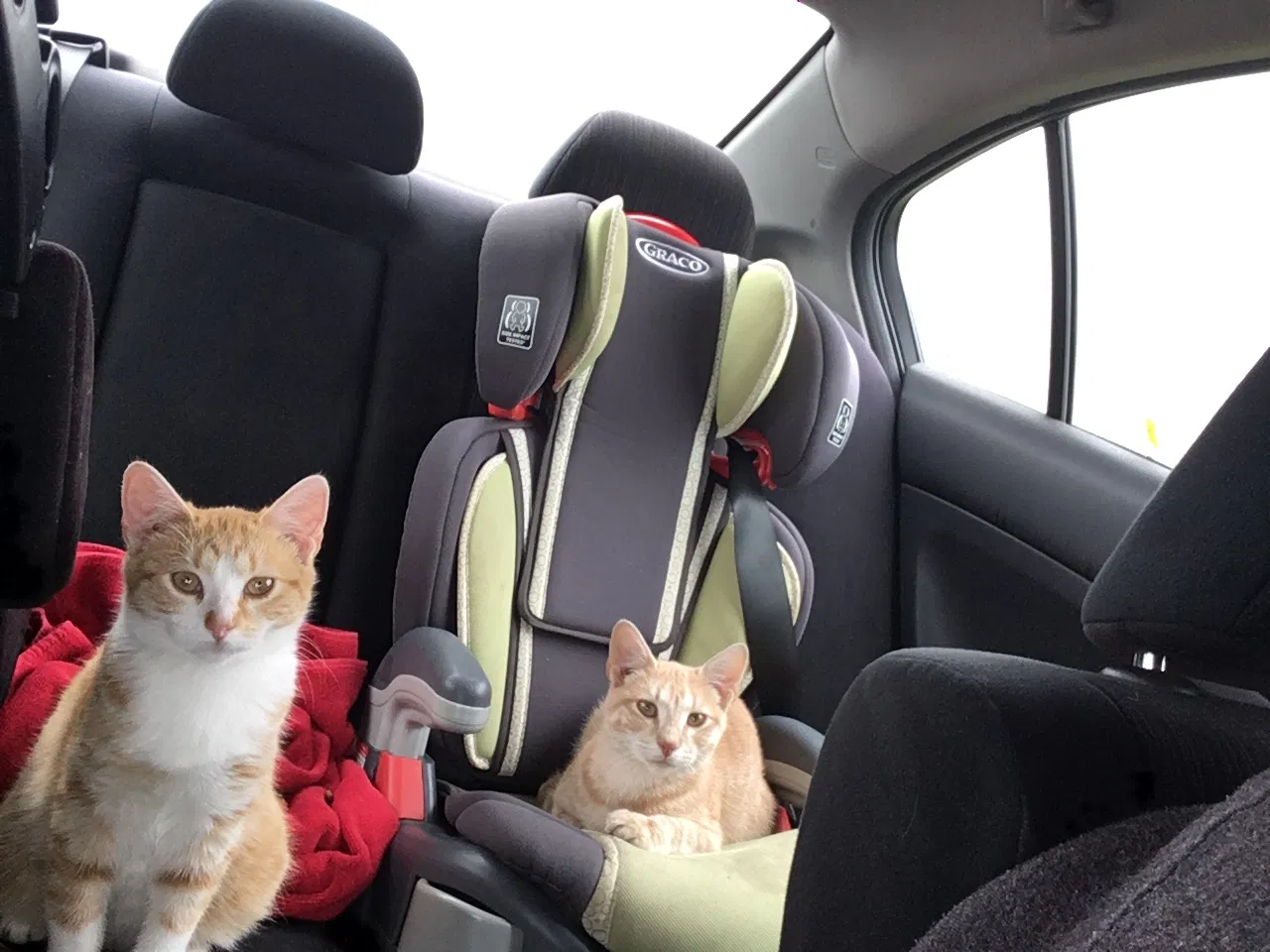 Lost cat in Eau Claire, WI, 54703