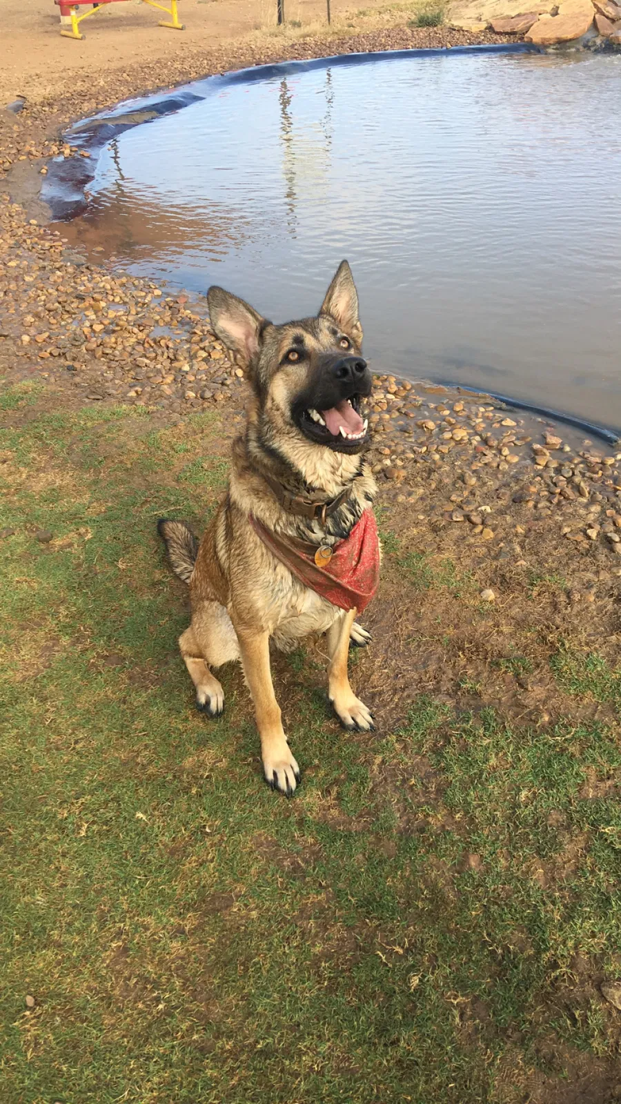 Lost dog in Amarillo, TX, 79110